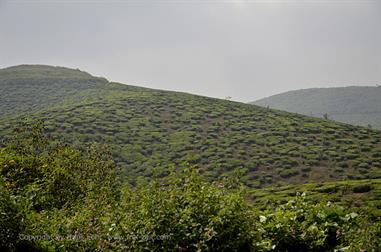 On the Route to Thekkady_DSC7104_H600